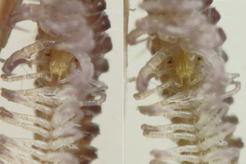 Anamastigona pulchella